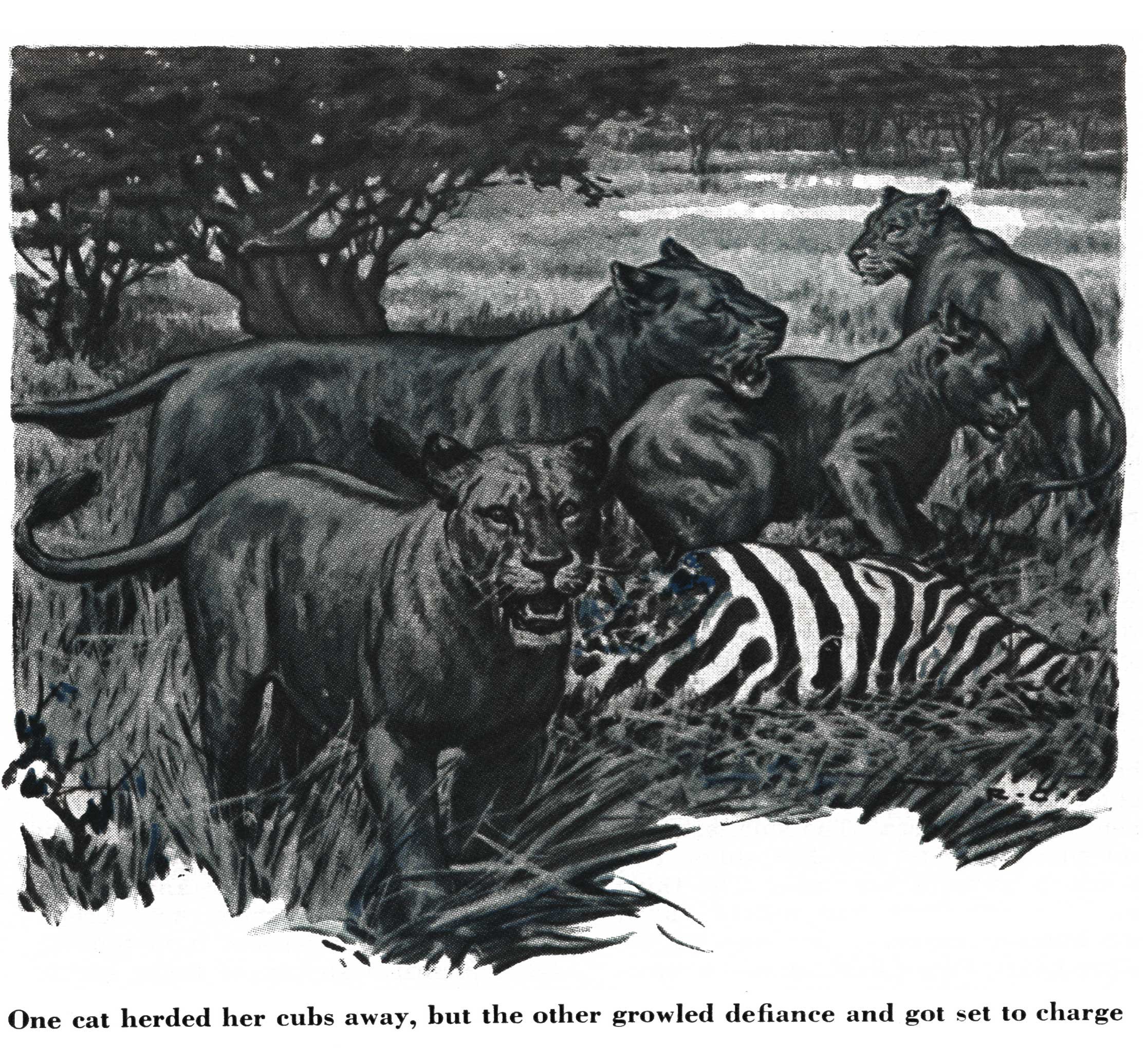 lion hunting