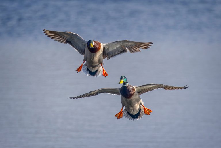 Pair of Male Mallard ducks coming into land on the lake at Langford Lake in Wiltshire on 24 February 2025