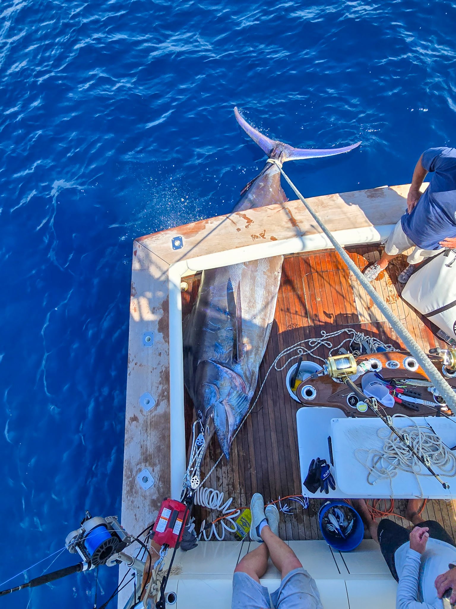 A giant blue marlin partly in the bow of a boat.