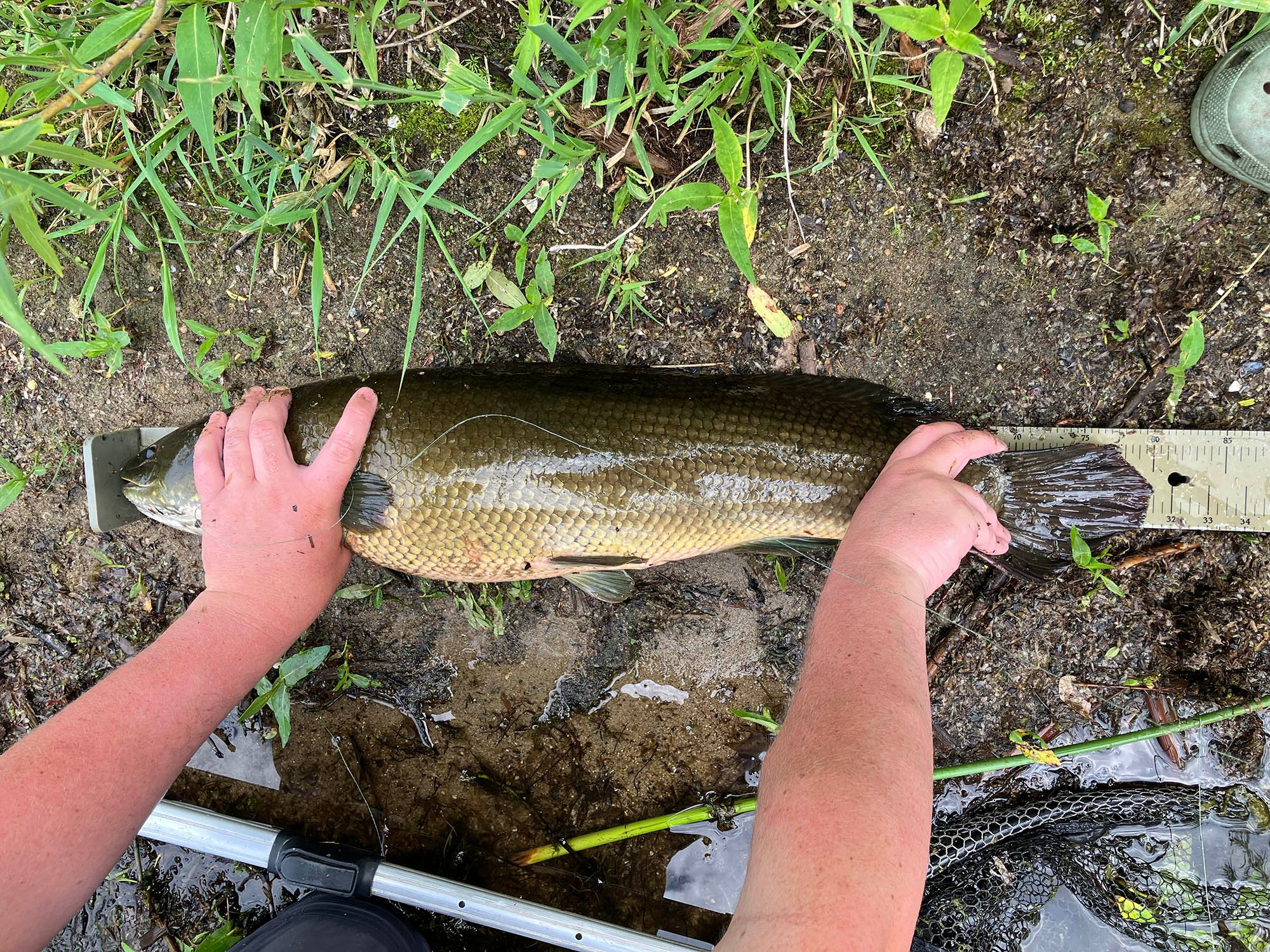 Measuring a state-record bowfin.