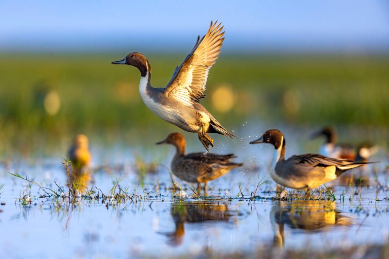 A pintail lifts off from a pothole