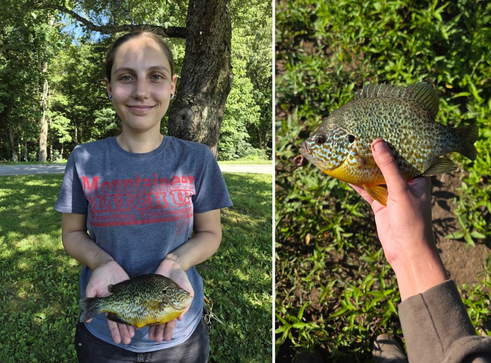 “Biggest Pumpkinseed I’d Ever Seen.” Shore Angler Catches (and Releases) Record Breaking Panfish