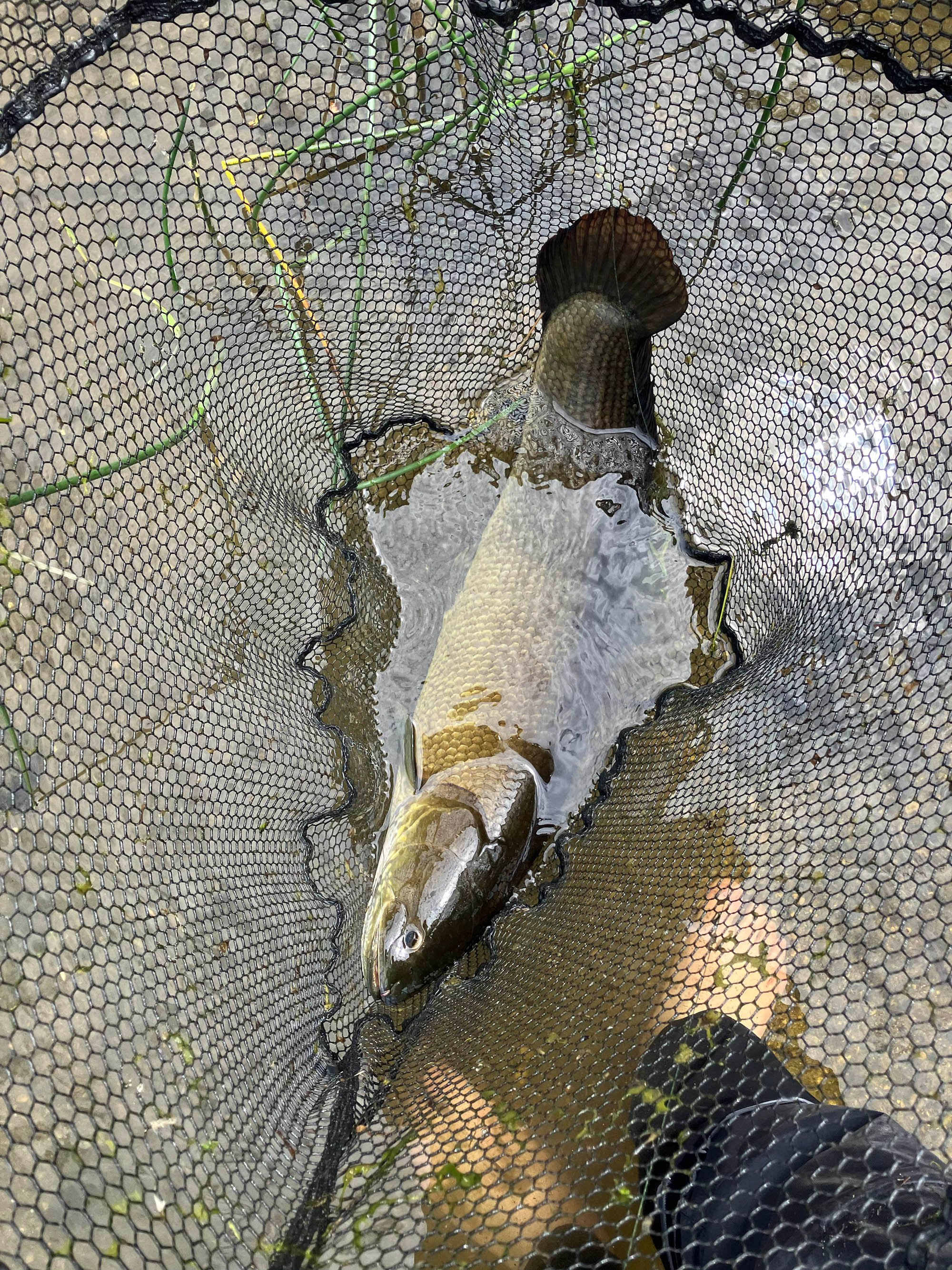 A state-record Minnesota bowfin in a net.