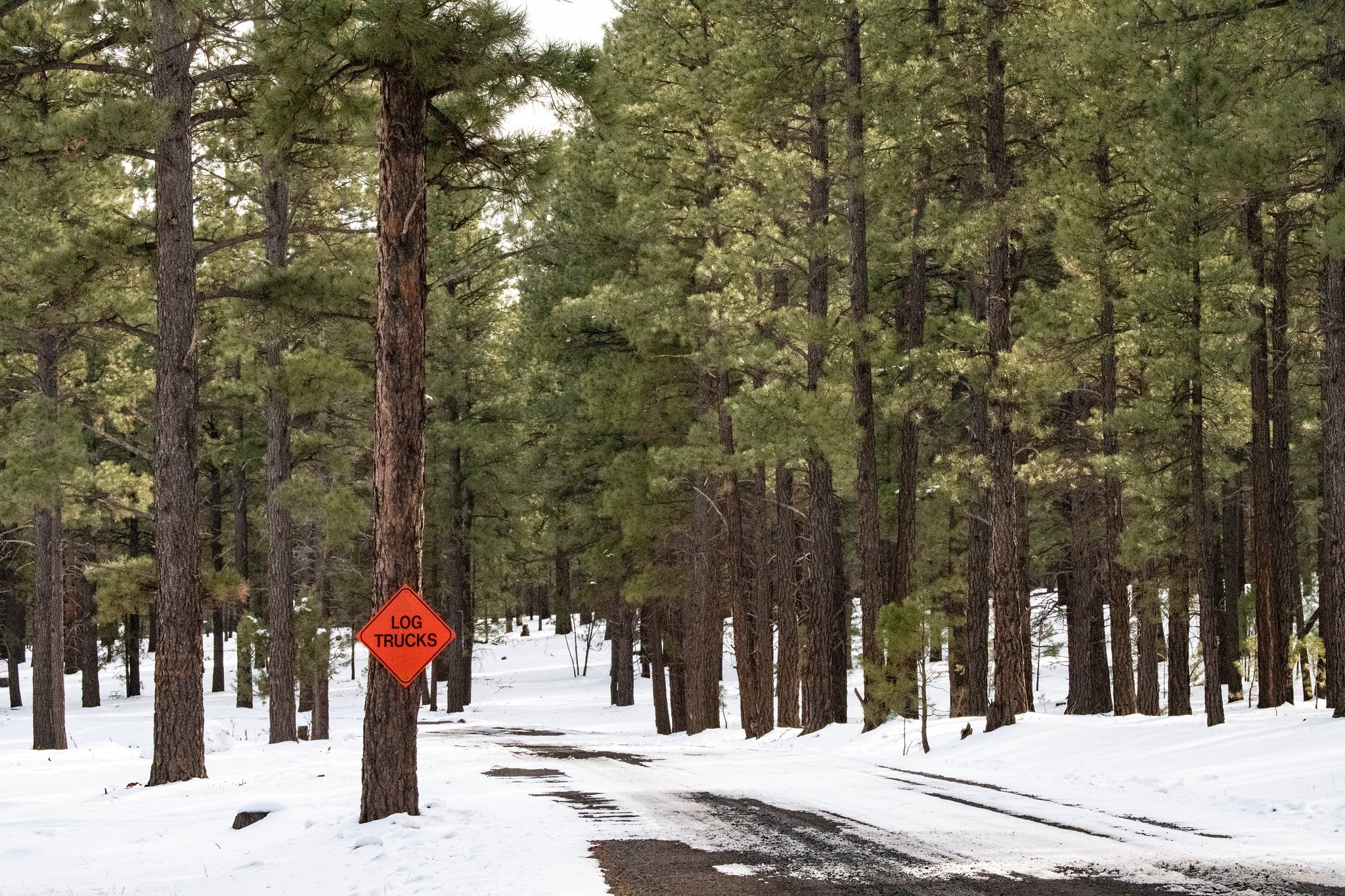 A logging truck road in the USFS.