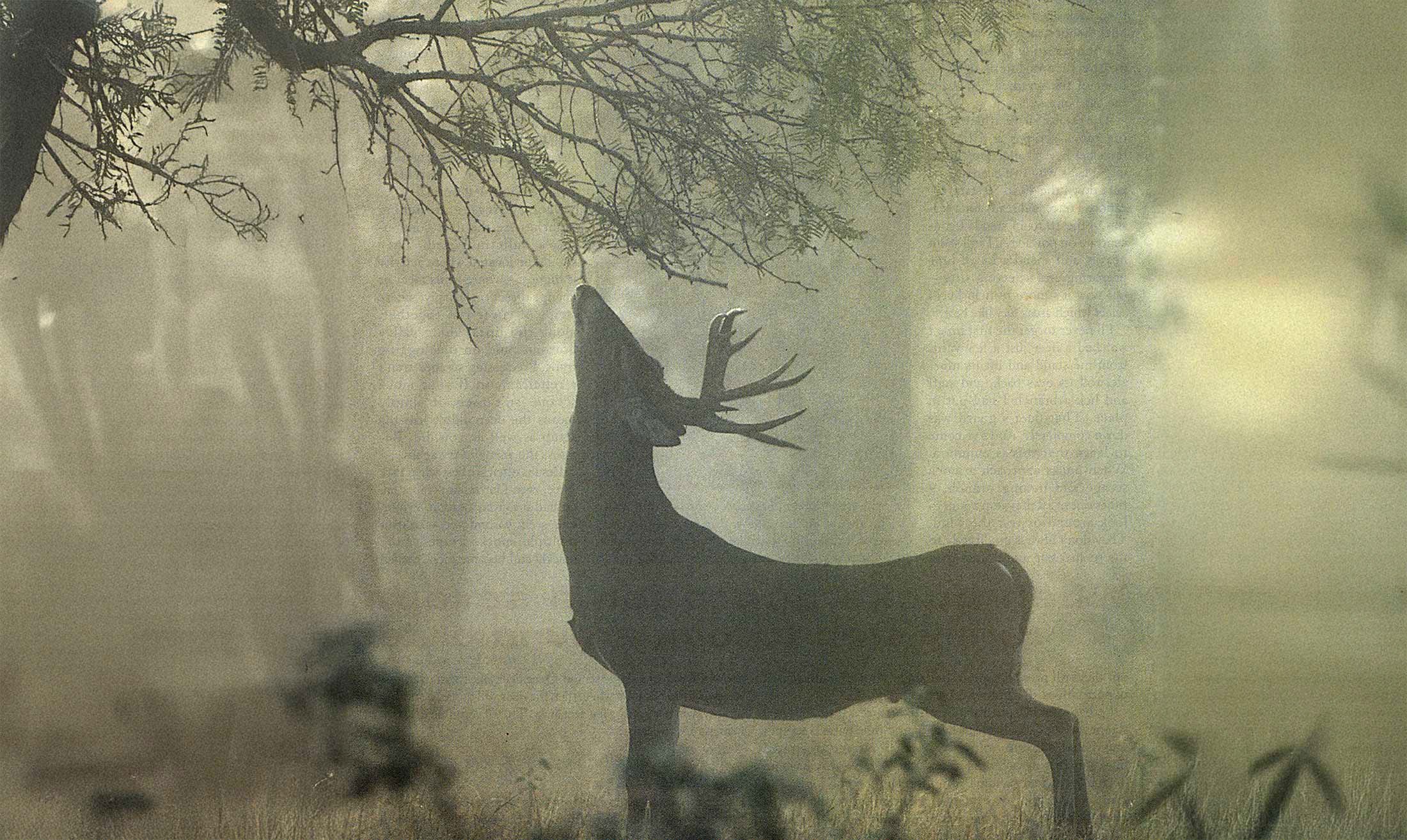 deer making a scrape