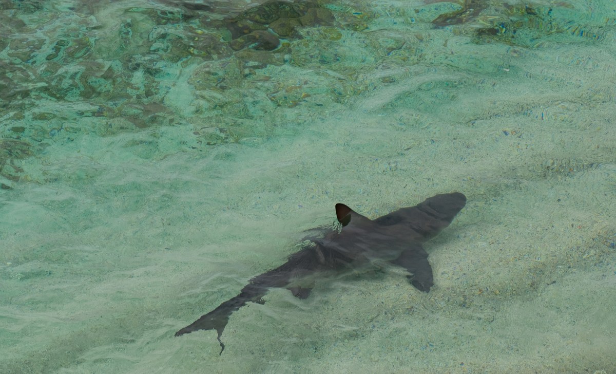 “He’s on Your Bag Cuz!” Watch This Wade Fisherman Fight Off a Shark Attack “He’s on Your Bag Cuz!” Watch This Wade Fisherman Fight Off a Shark Attack