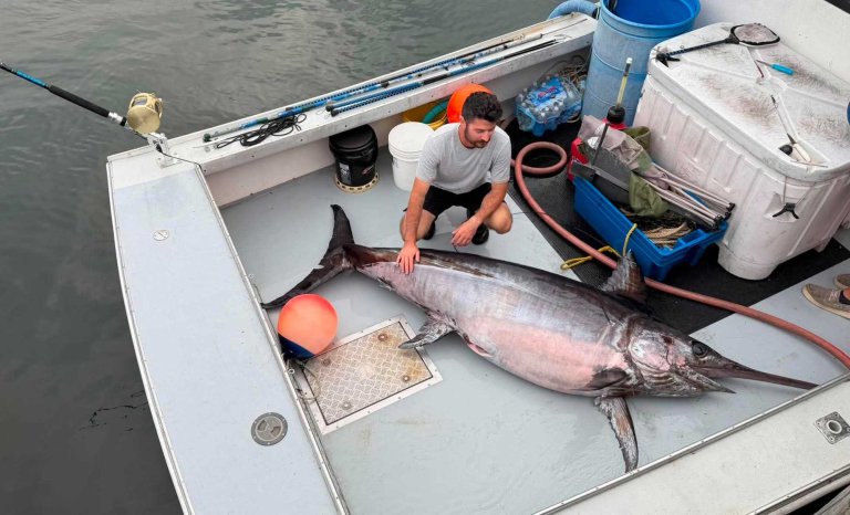 maine record swordfish