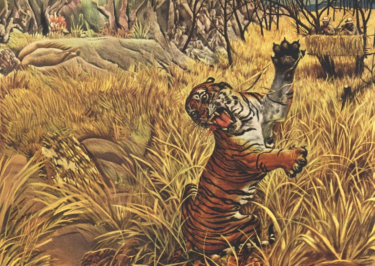 tiger hunting illustration