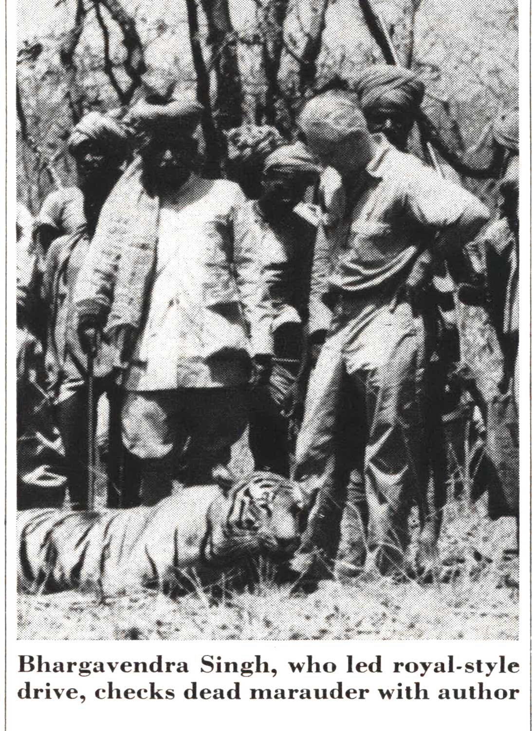 tiger hunting