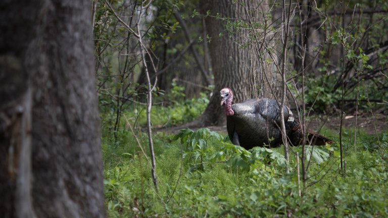 a wild turkey walks through the woods