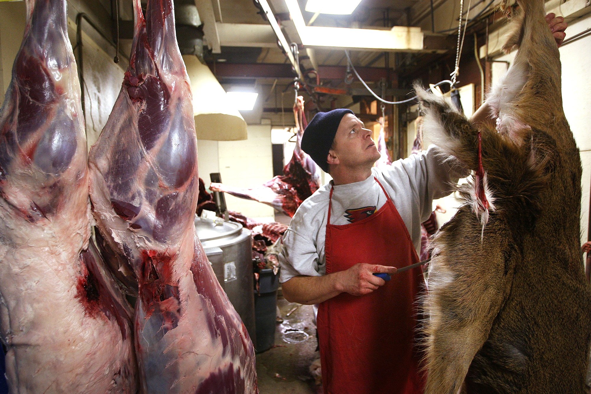 STATE CENTER, IA - DECEMBER 11: Randy Goodwin skins deer that have been donated to the Help Us Stop Hunger (HUSH) program at the State Center Locker December 11, 2007 in State Center, Iowa. The HUSH program encourages hunters to donate their deer to feed needy individuals through soup kitchens and food pantries. State Center Locker expects to process about 100 deer in the program which will yield about 3000 to 3,500 pounds of meat. The locker is paid $65 to process the each deer into 2 pound packages of ground venison. (Photo by Scott Olson/Getty Images)