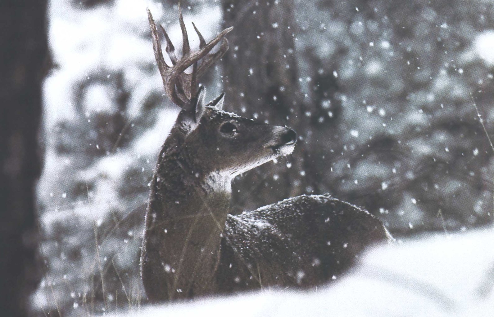 wilderness whitetails