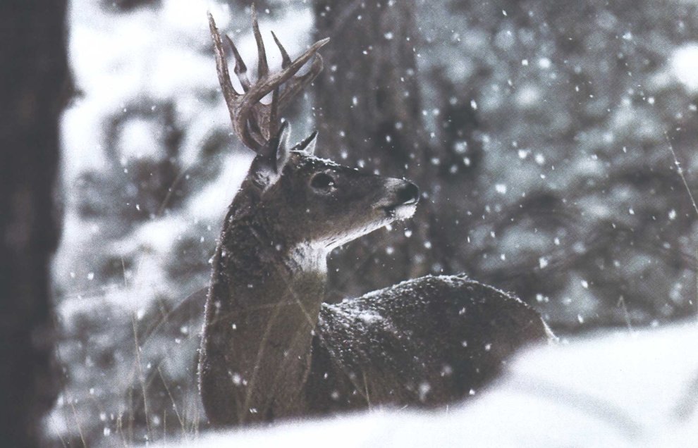 Forget Trail Cameras and Feeders. Try Hunting Wilderness Whitetails the Old Way