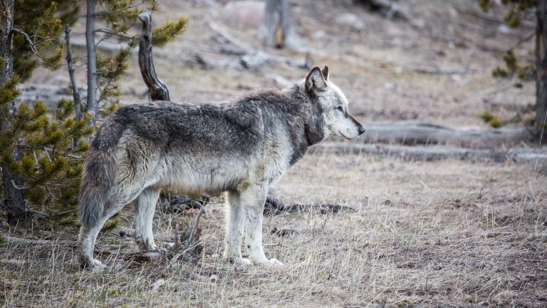 A Yellowstone wolf.