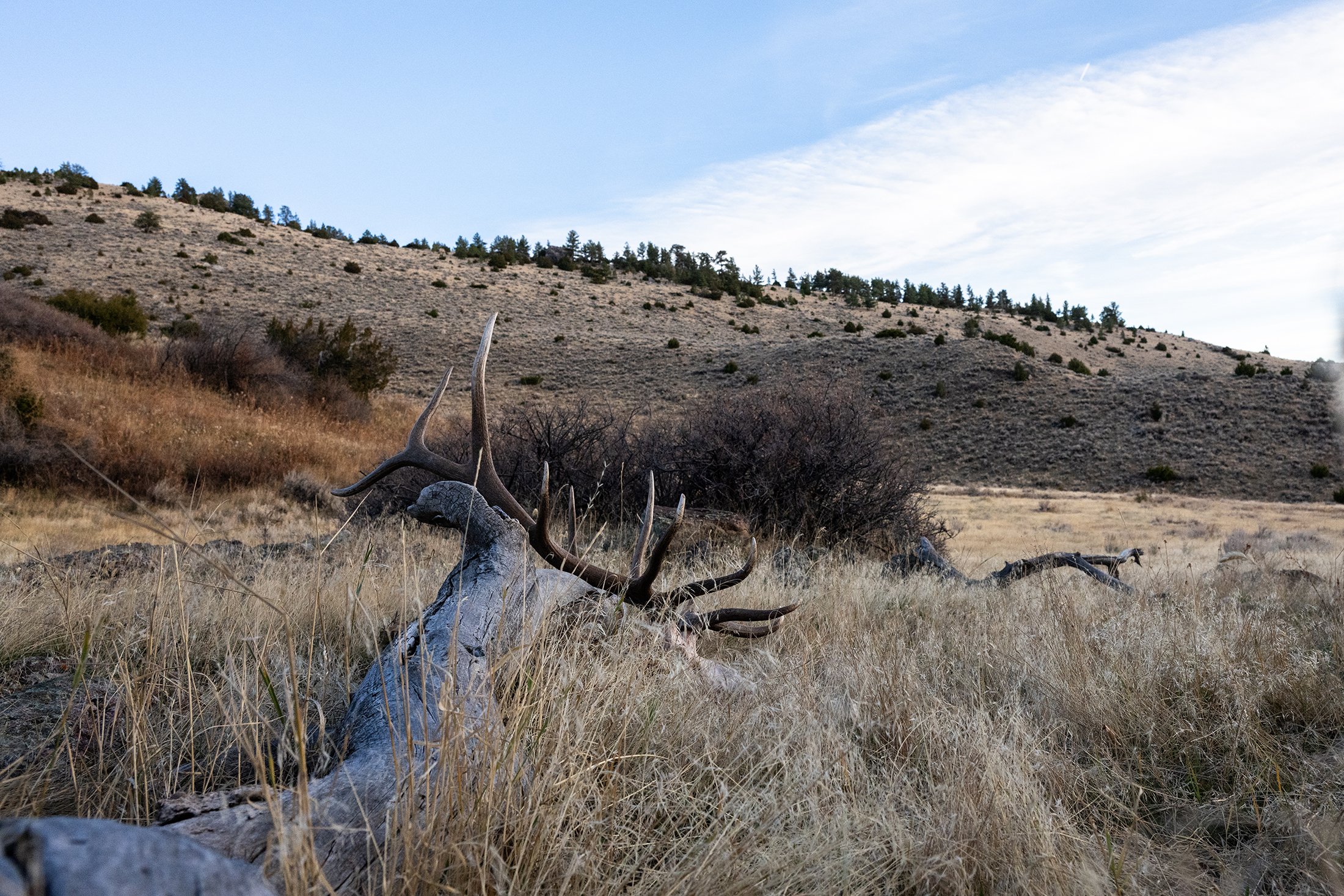 wyoming elk hunt