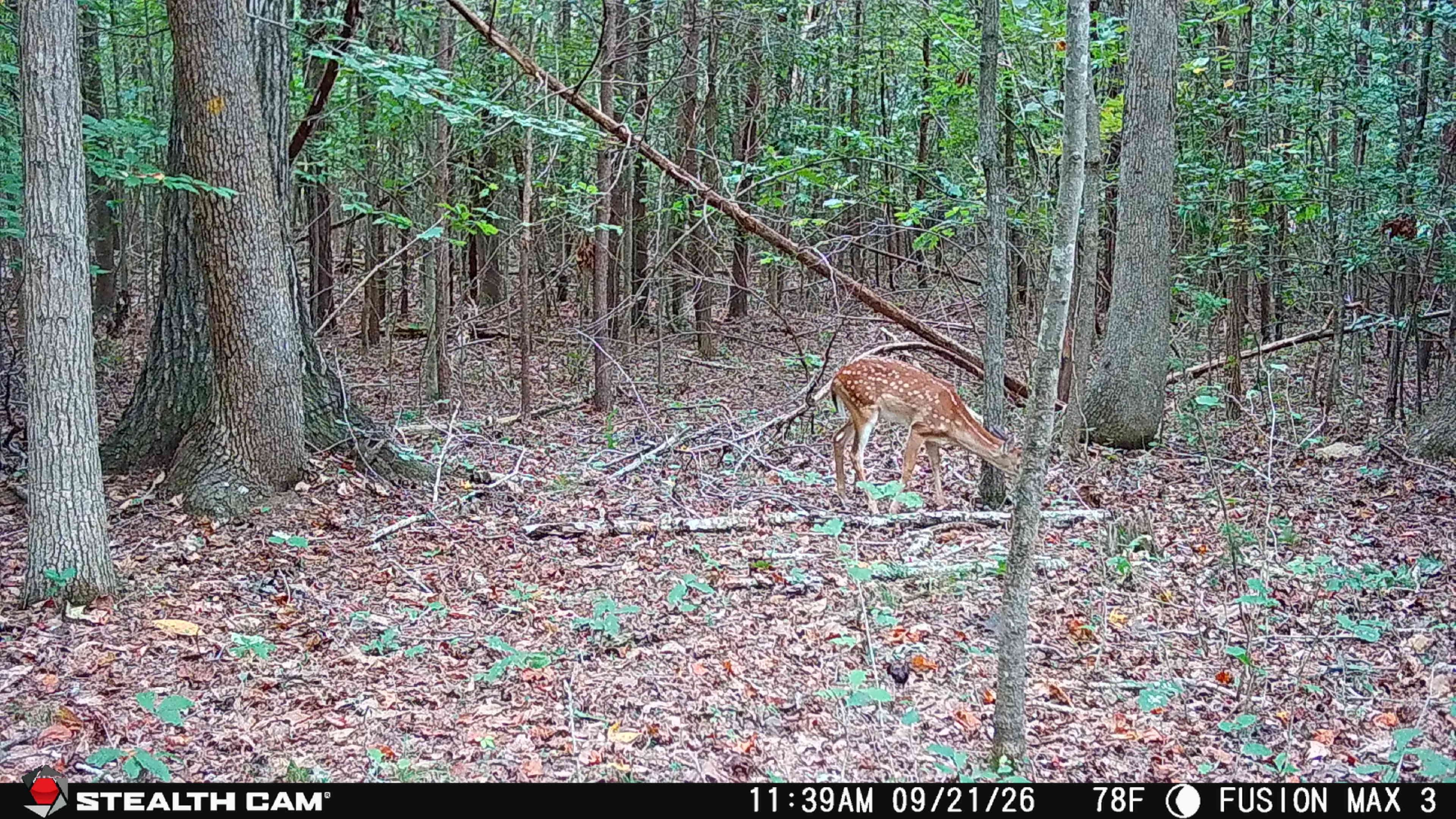 Trail Camera[MP:03][TP:078F]