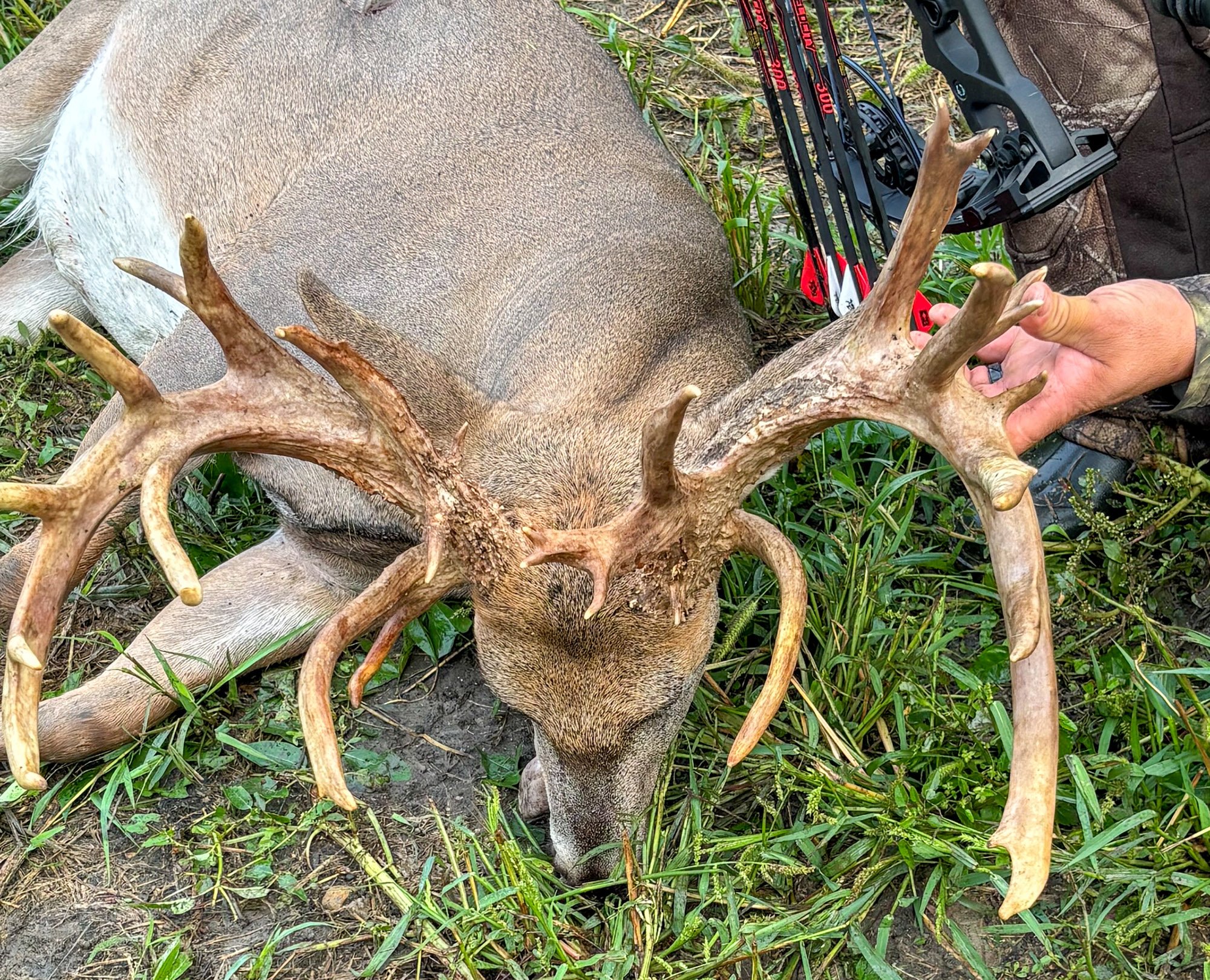 A birds eye view of a gnarly Ohio nontypical.
