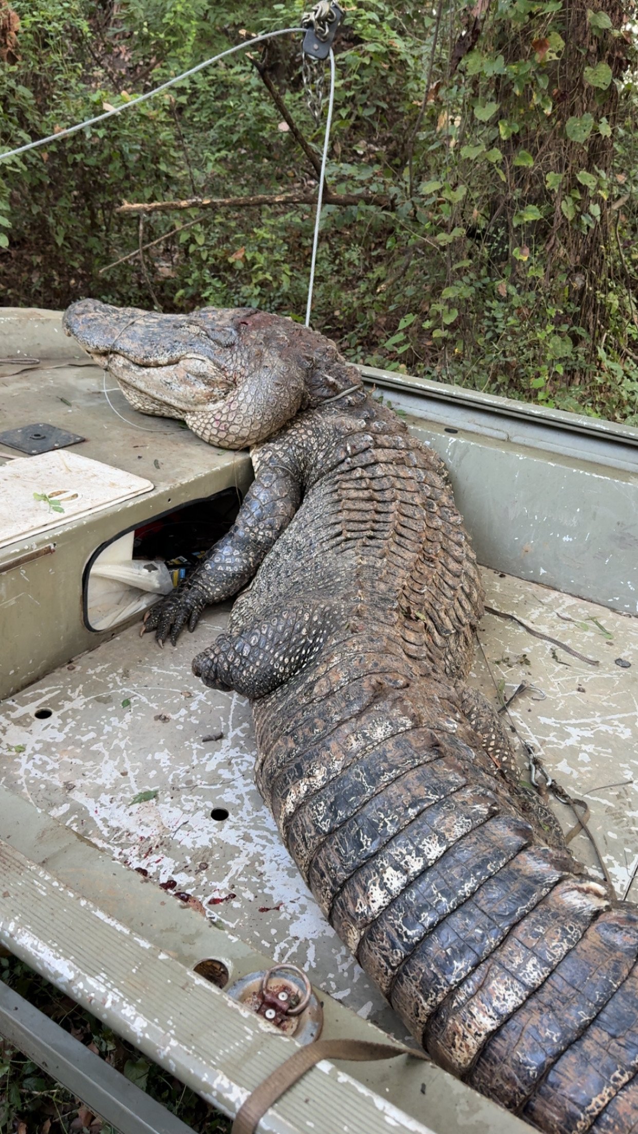 mississippi alligator