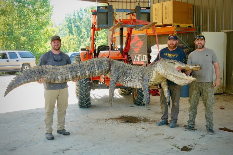 mississippi alligator