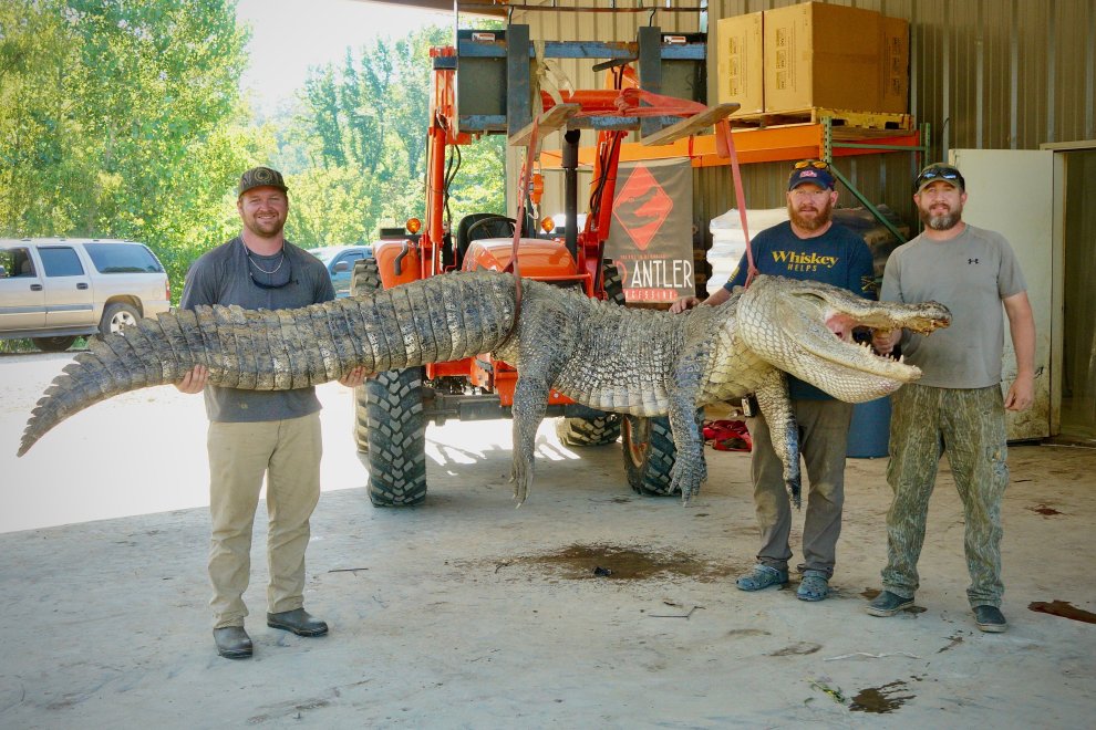 “Get the Gun!” Mississippi Hunters Catch Massive 3-Legged Alligator After Epic Battle