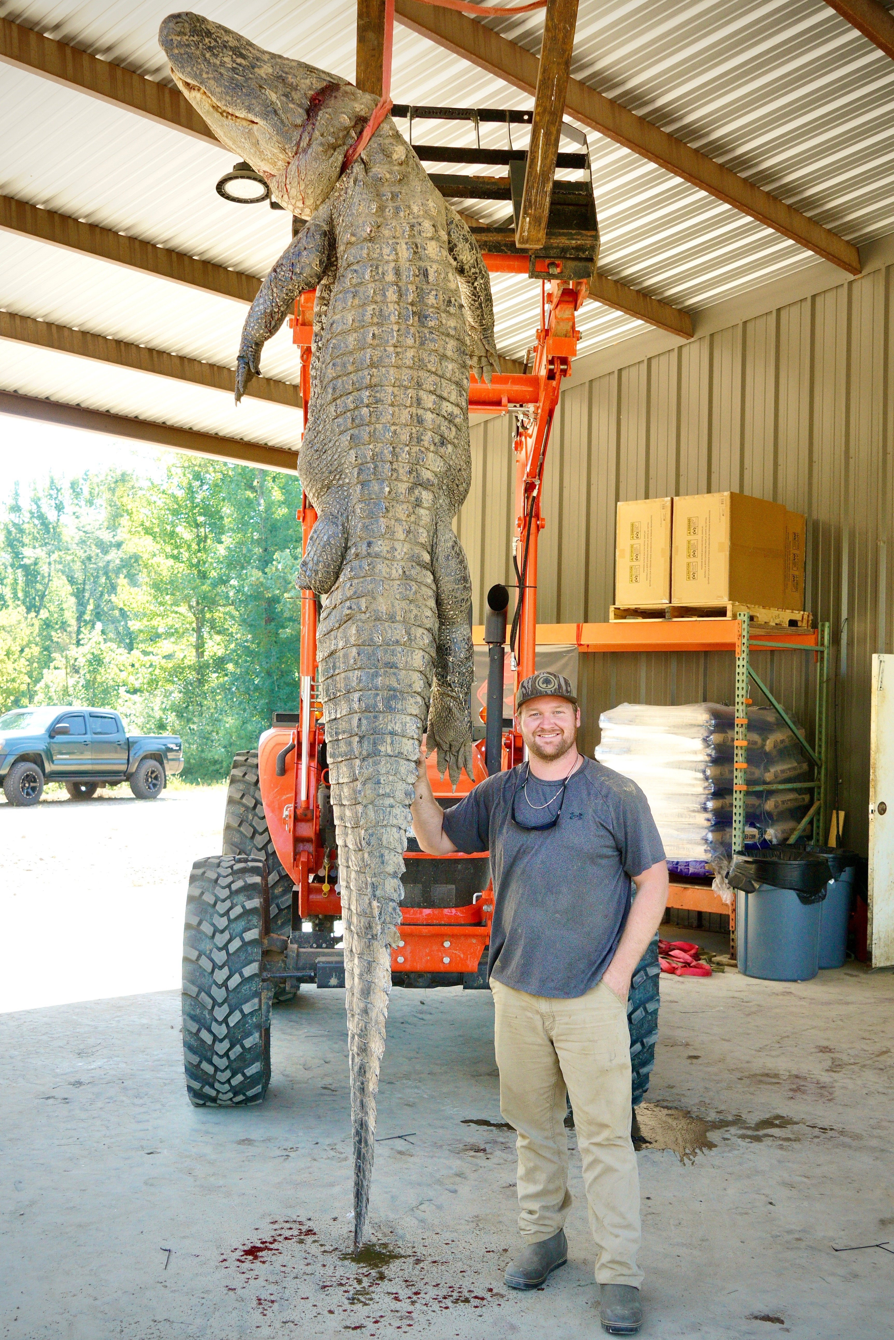 mississippi alligator