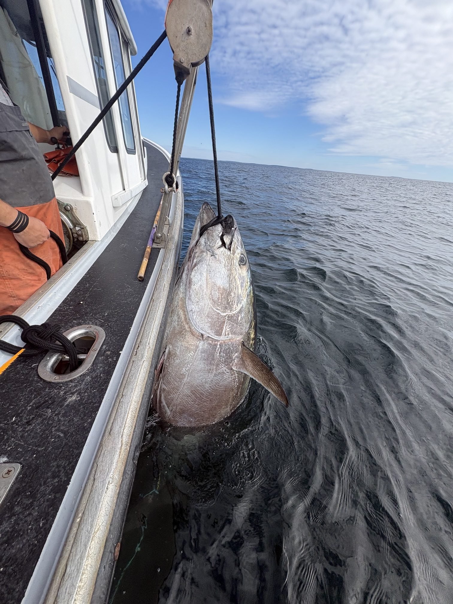 giant tuna