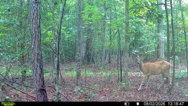 A photo of a deer taken by the Tactacam Reveal Pro 4.0