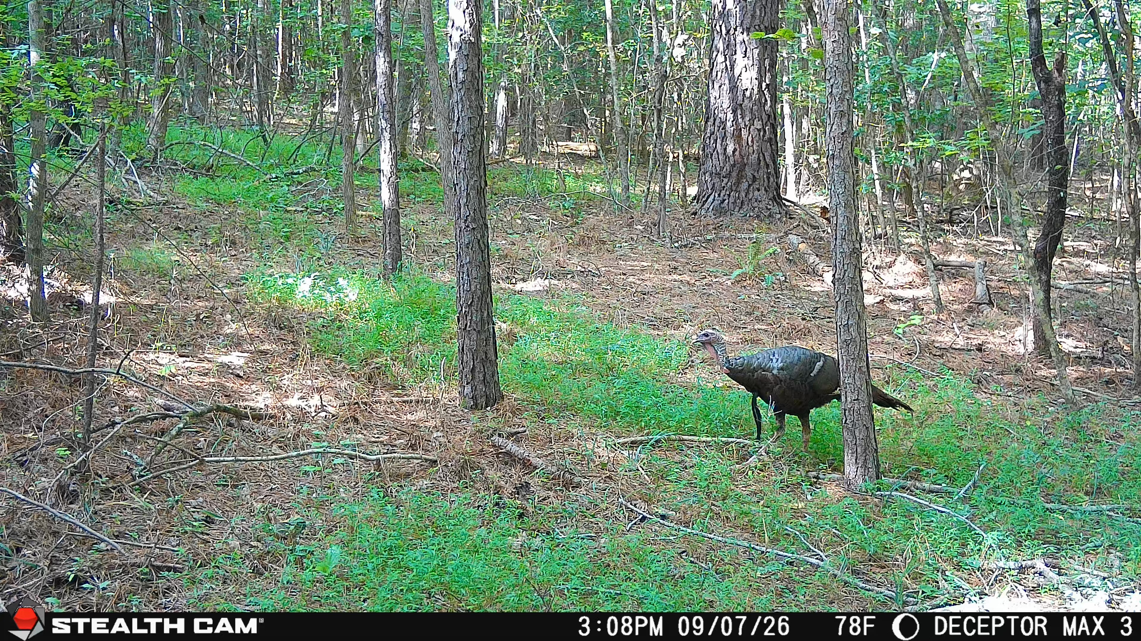 Trail Camera[MP:07][TP:078F]