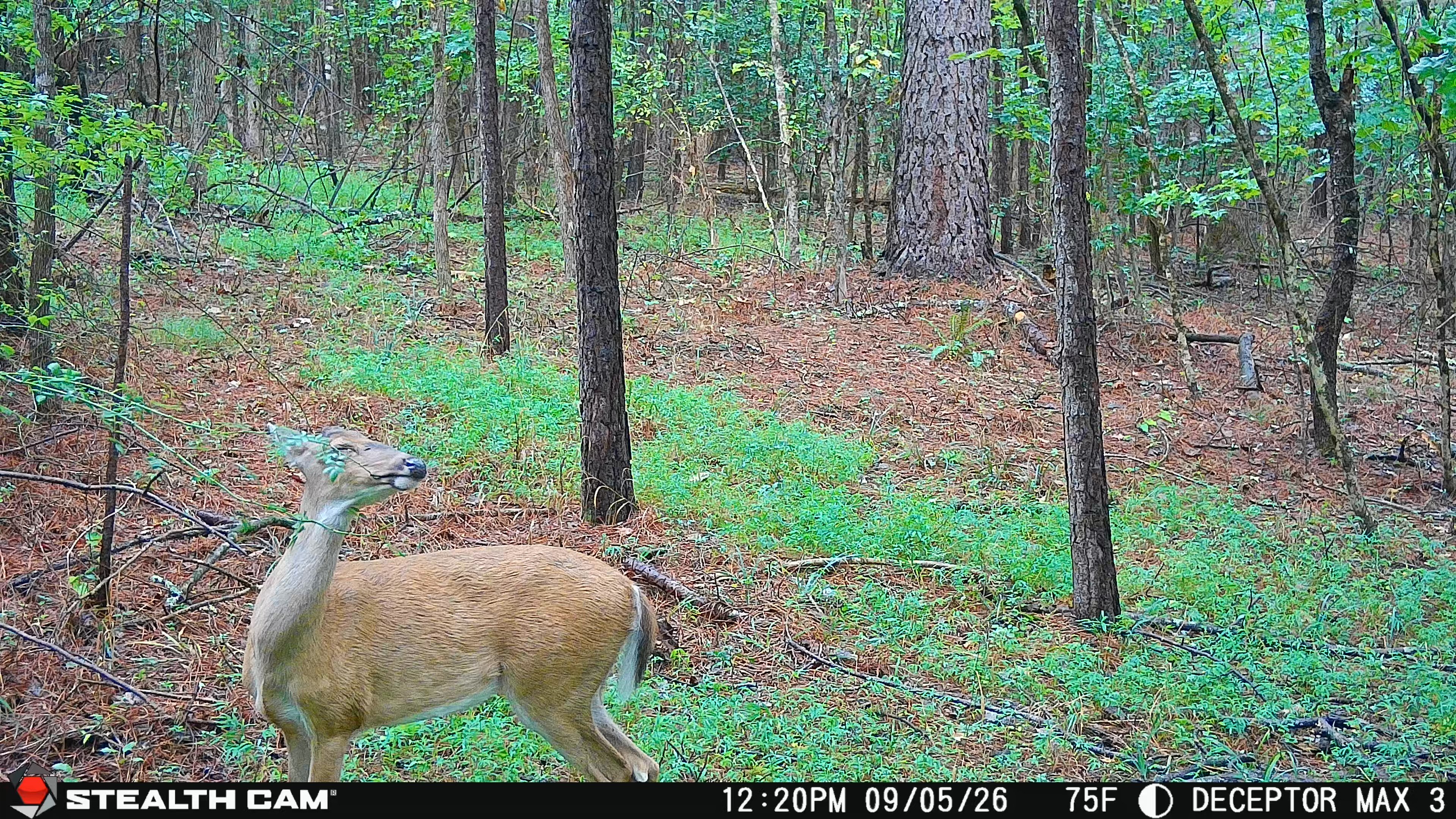 Trail Camera[MP:06][TP:075F]