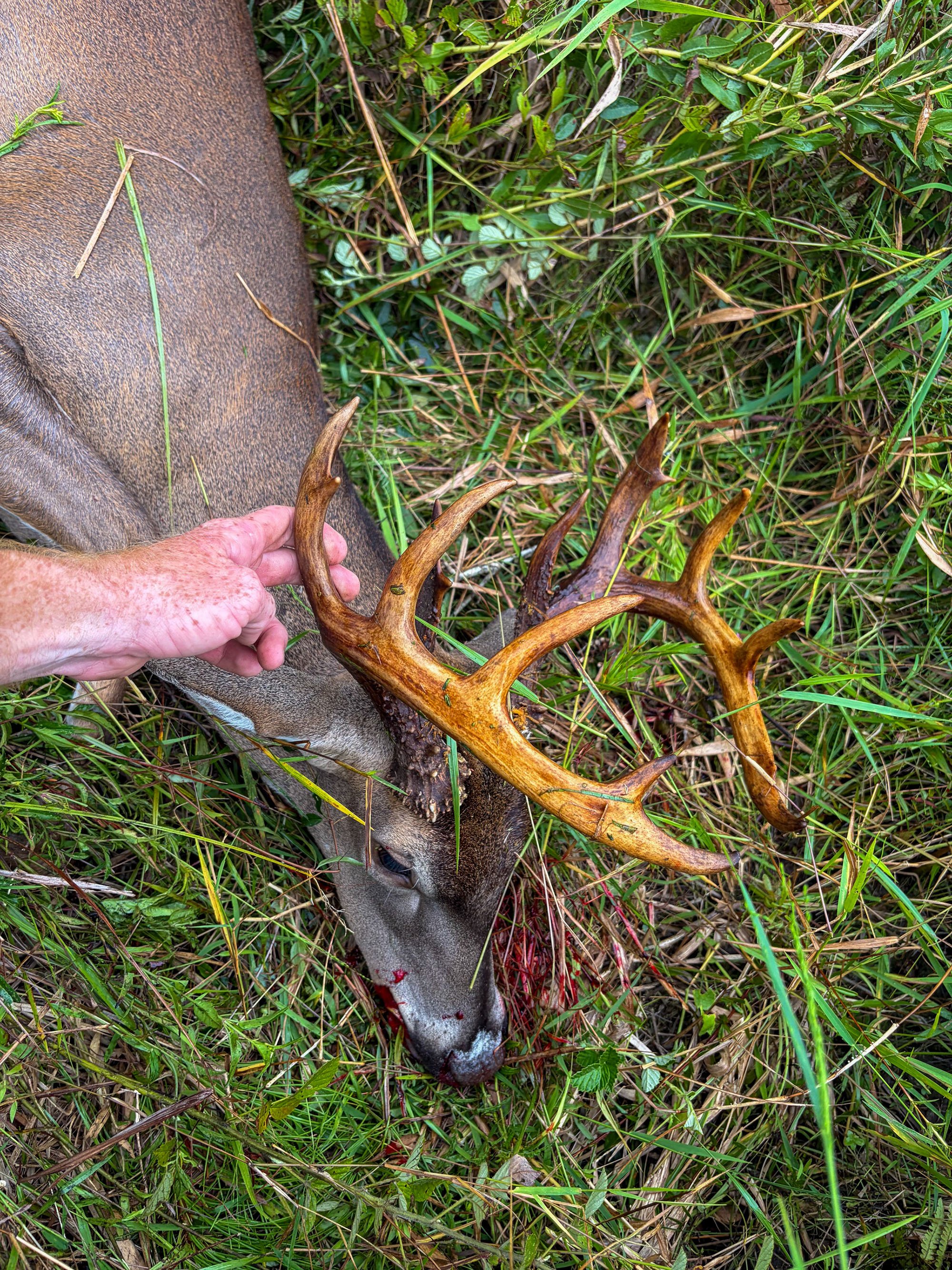 A close up of a hand touching a dark set of antlers on a florida buck in the grass.