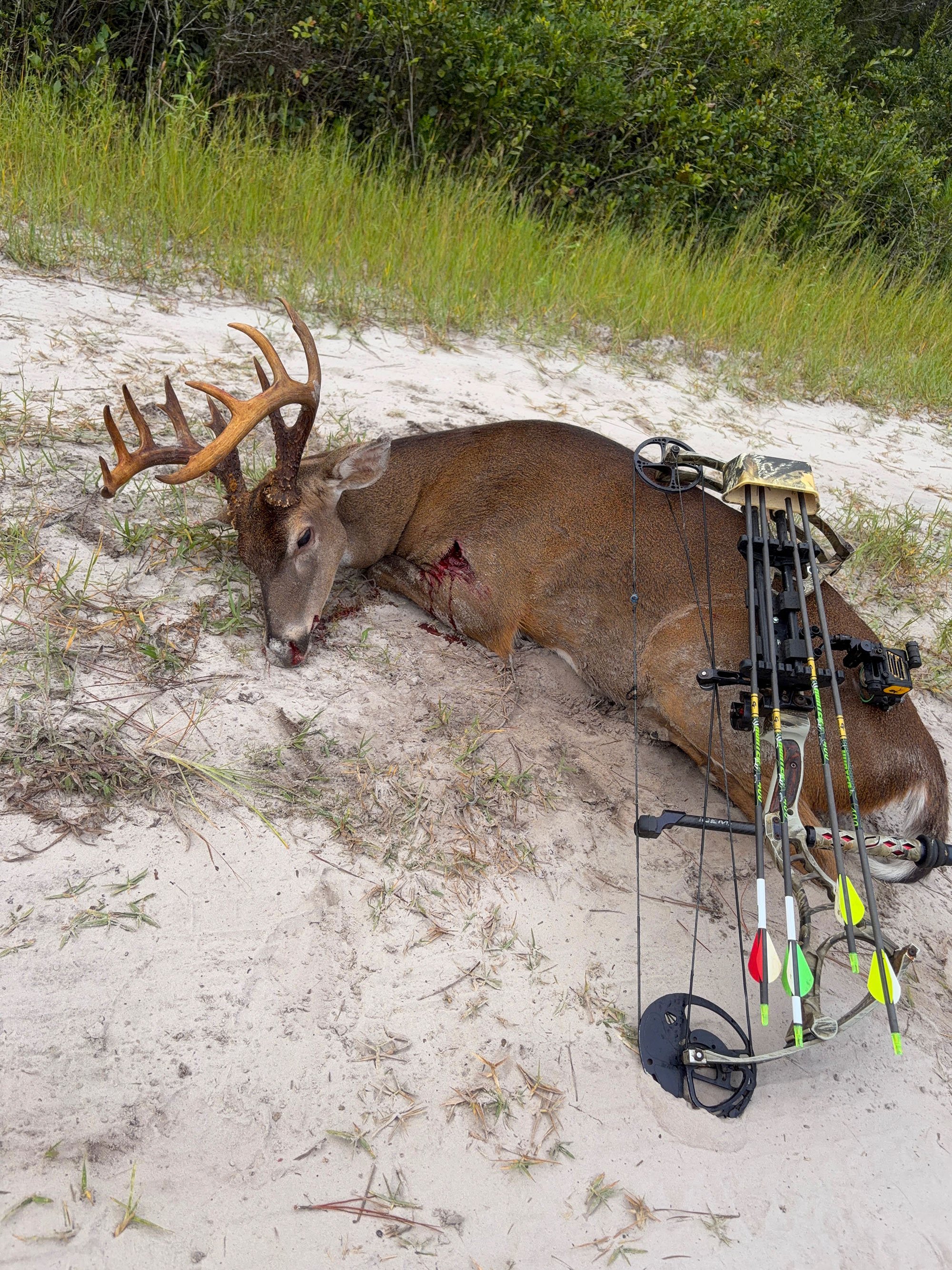 a big florida buck beside a compound bow, lying in the sand.