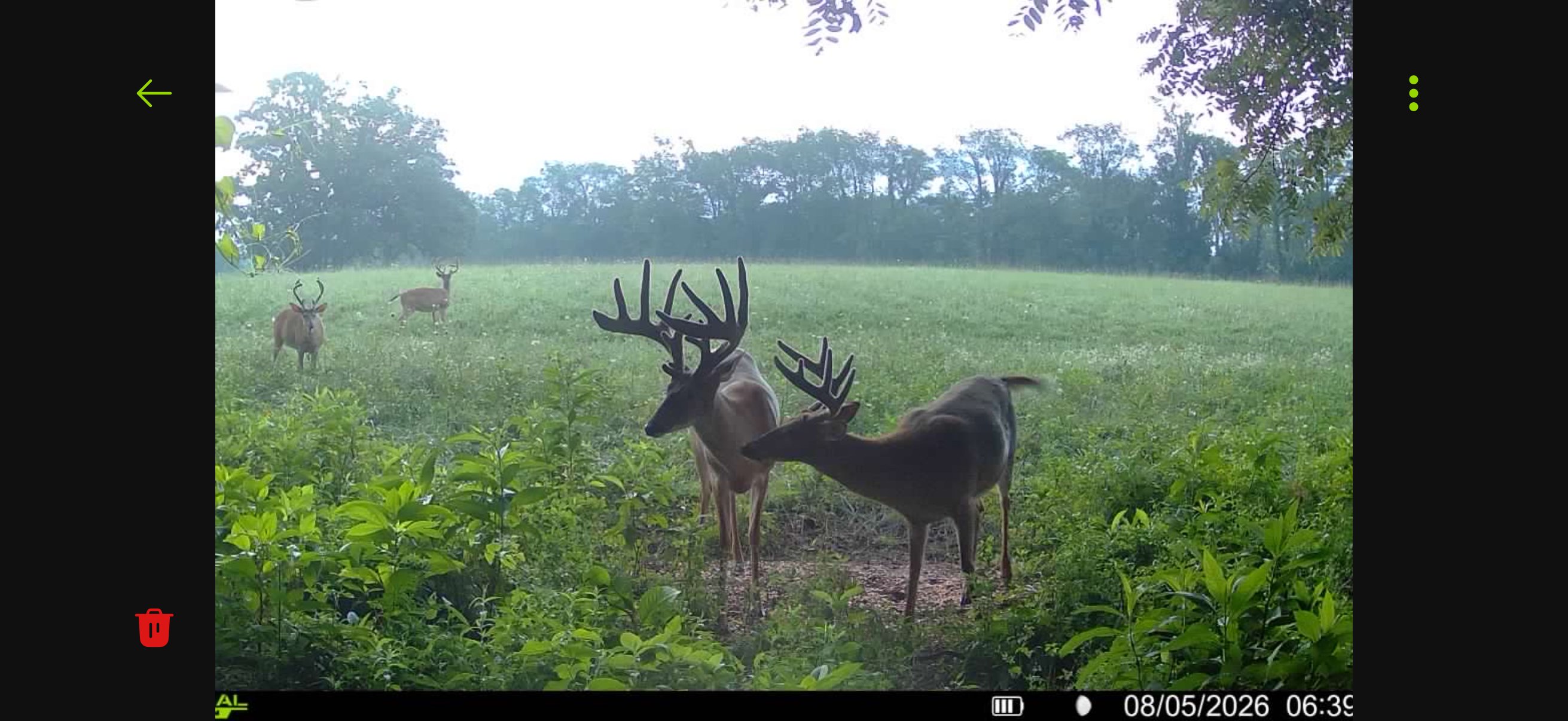 Trail camera photo of the 200 inch velvet whitetail