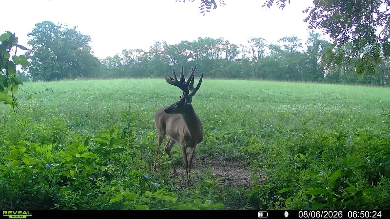 Trail camera photo of the 200 inch velvet whitetail