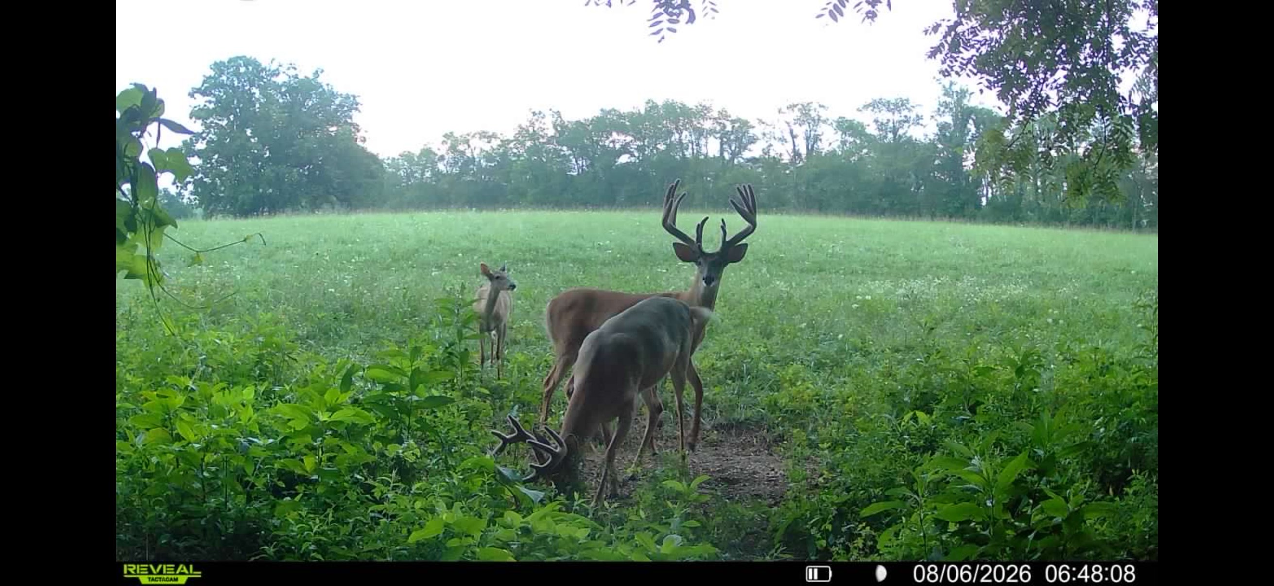 Trail camera photo of the 200 inch velvet whitetail
