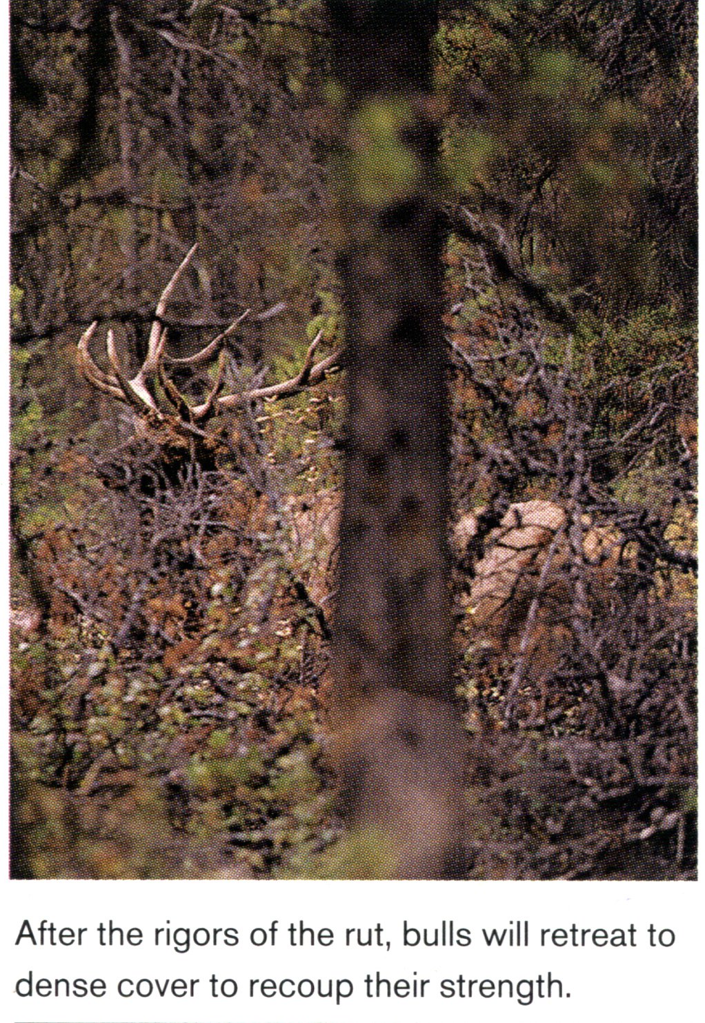 elk hunting the rut