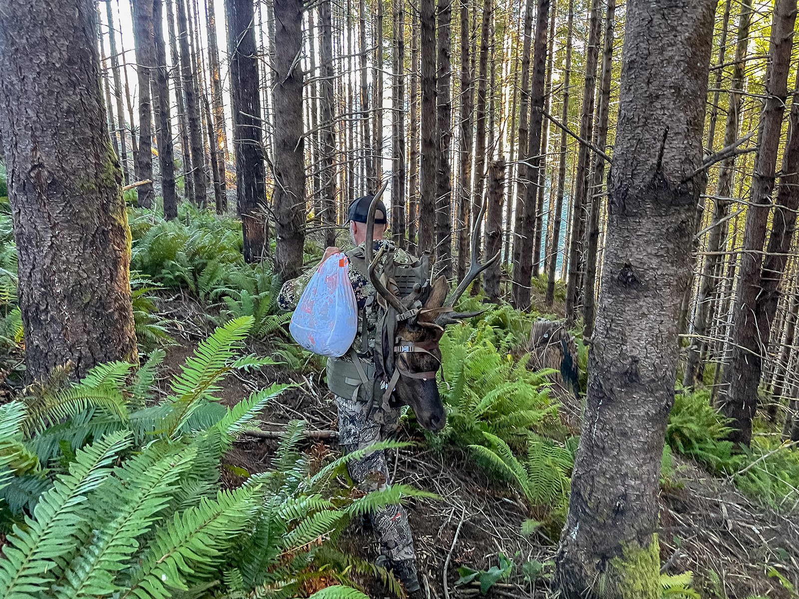 packing elk meat