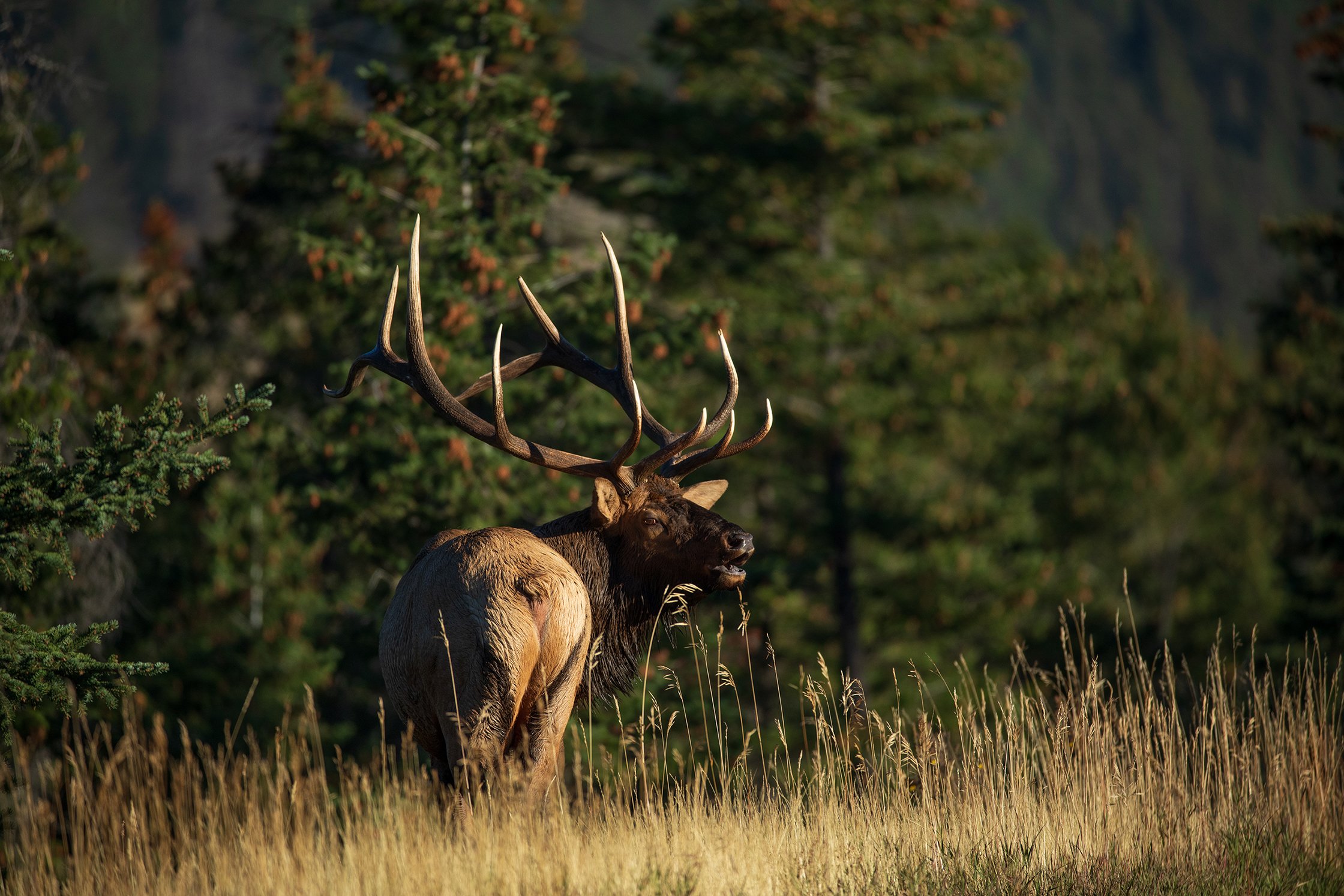 elk hunting
