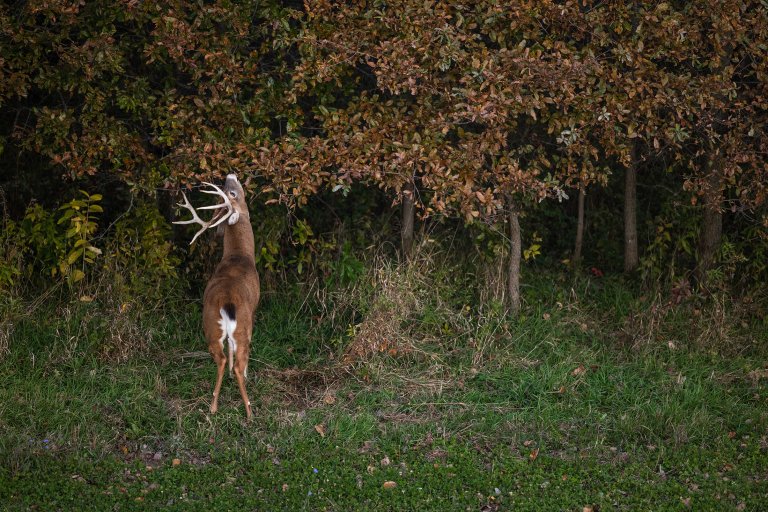 deer making a scrape