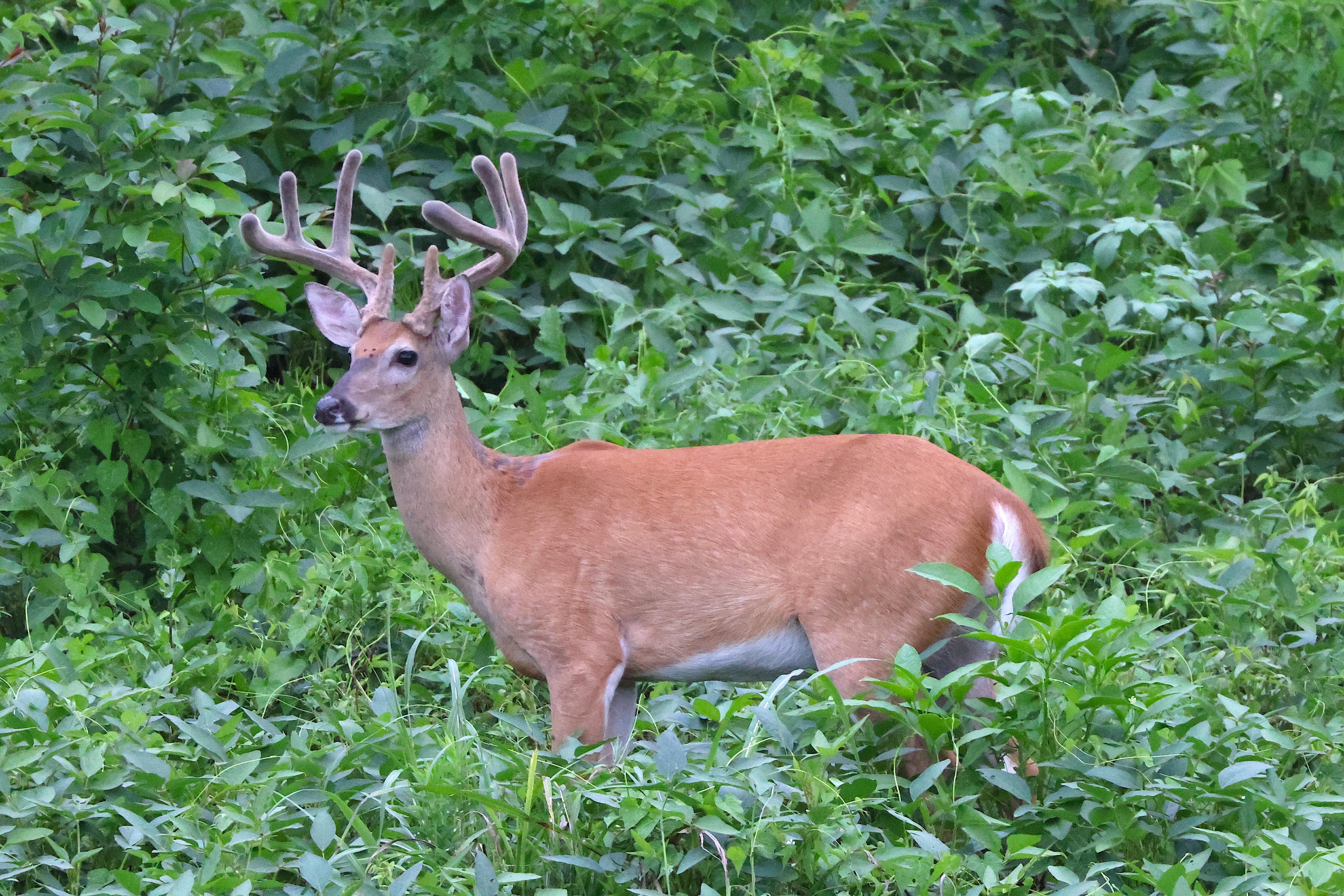 public land deer hunting