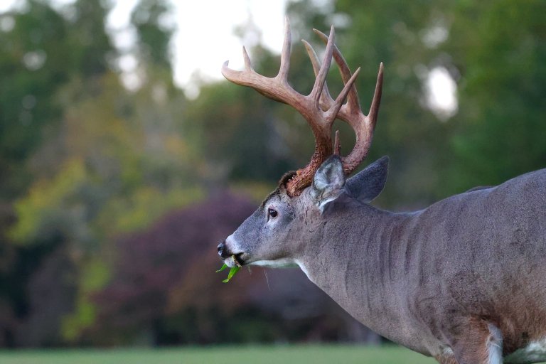 southern deer hunting