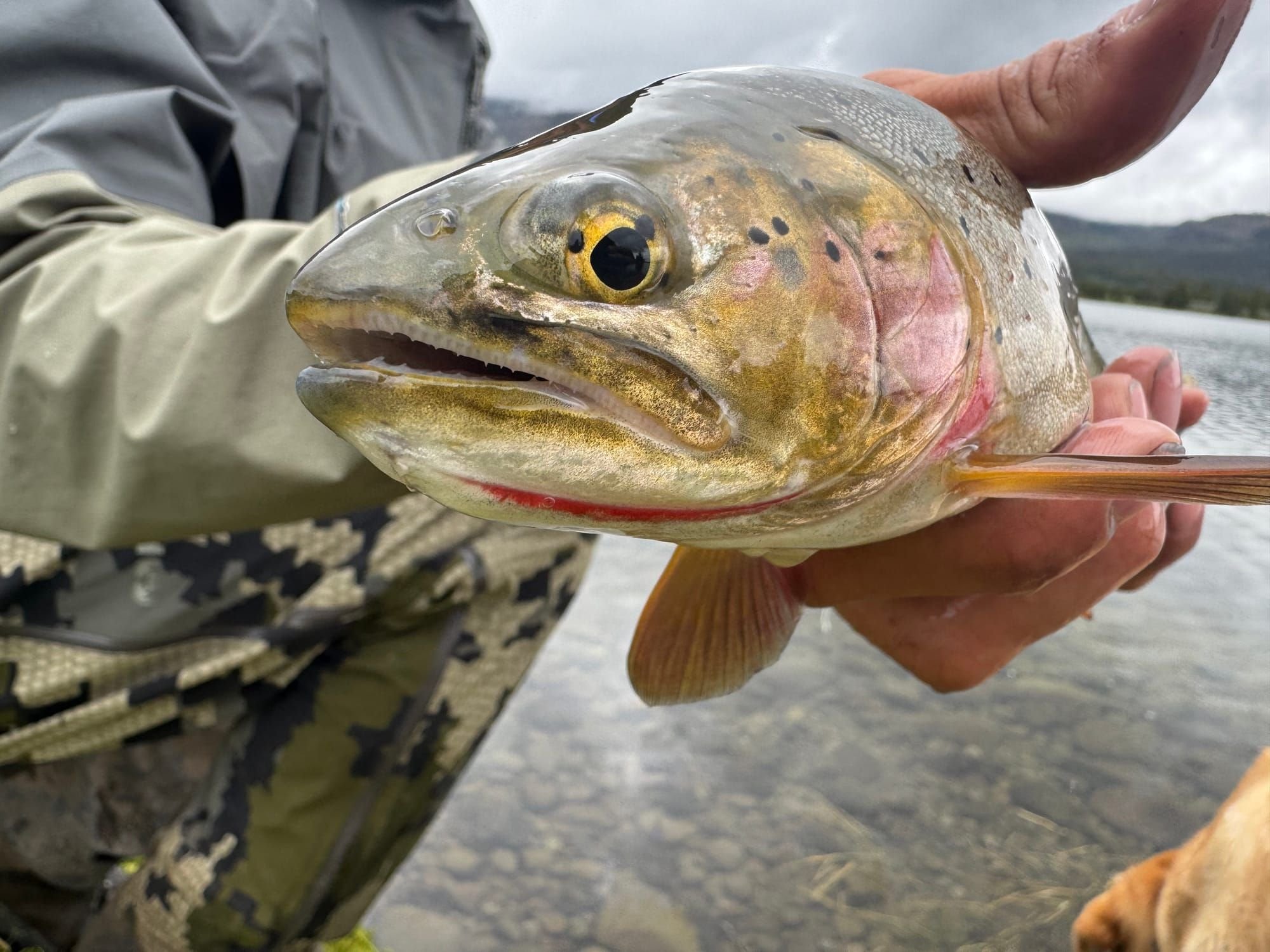 yellowstone cutthroat