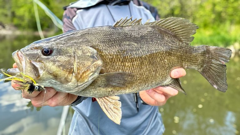 A feature image of a smallmouth bass.
