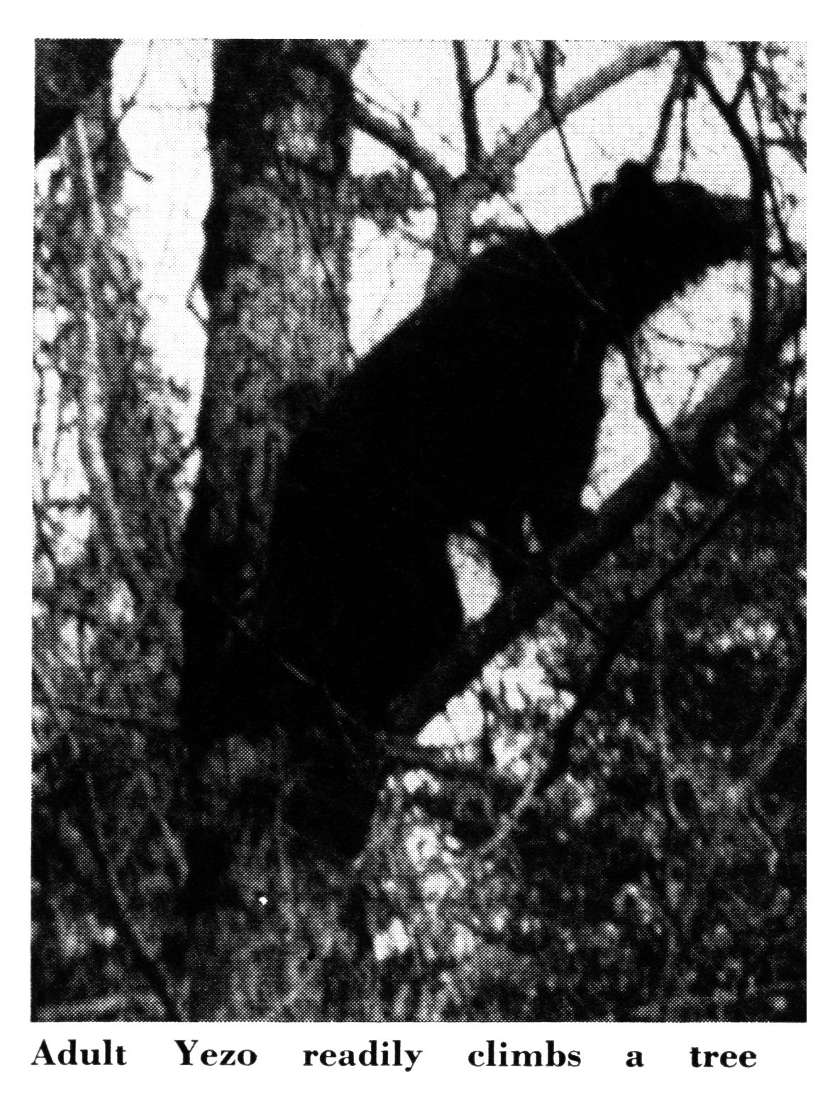 A brown bear climbs high into the bare branches of a tree in a winter forest, seen in silhouette from below.