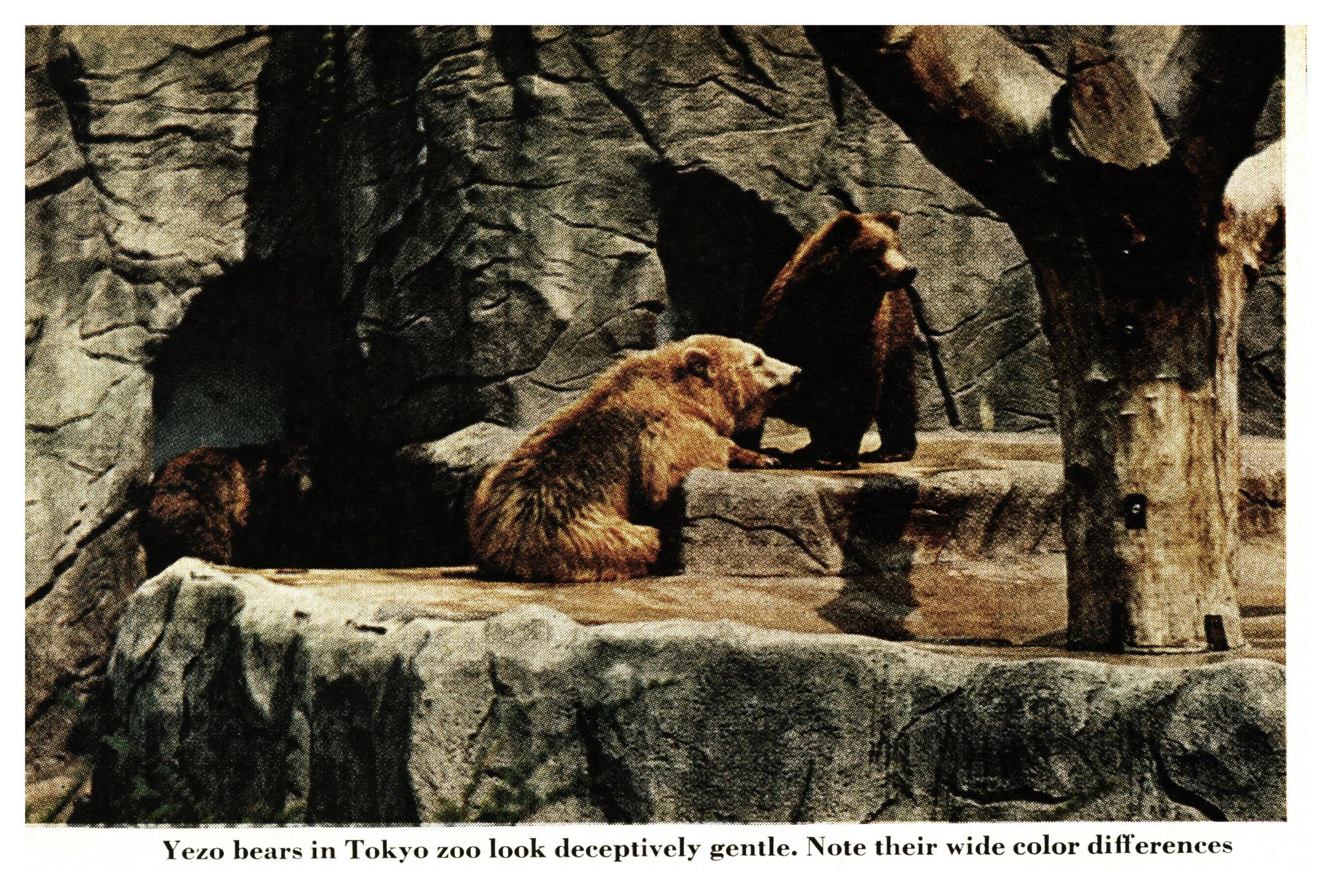 Several brown bears of varying coat colors rest on the rock terraces of a zoo enclosure beside a bare tree.