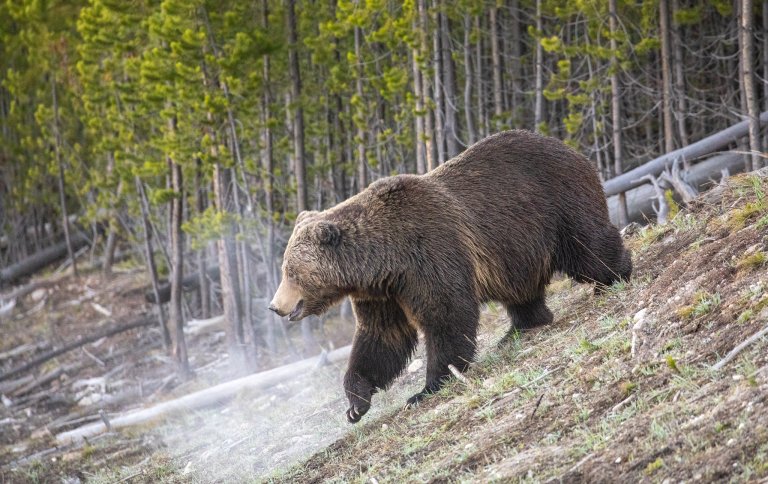 A grizzly bear on a slope.