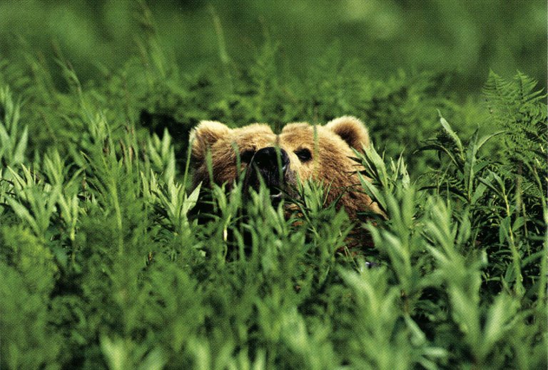 grizzly bear attacks