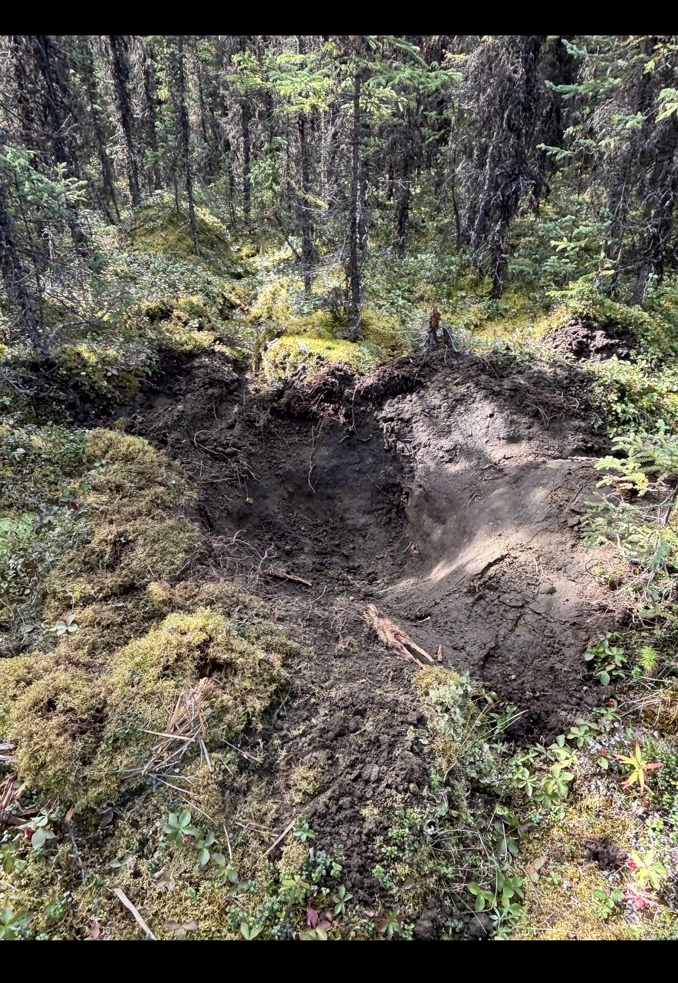 brown bear dig