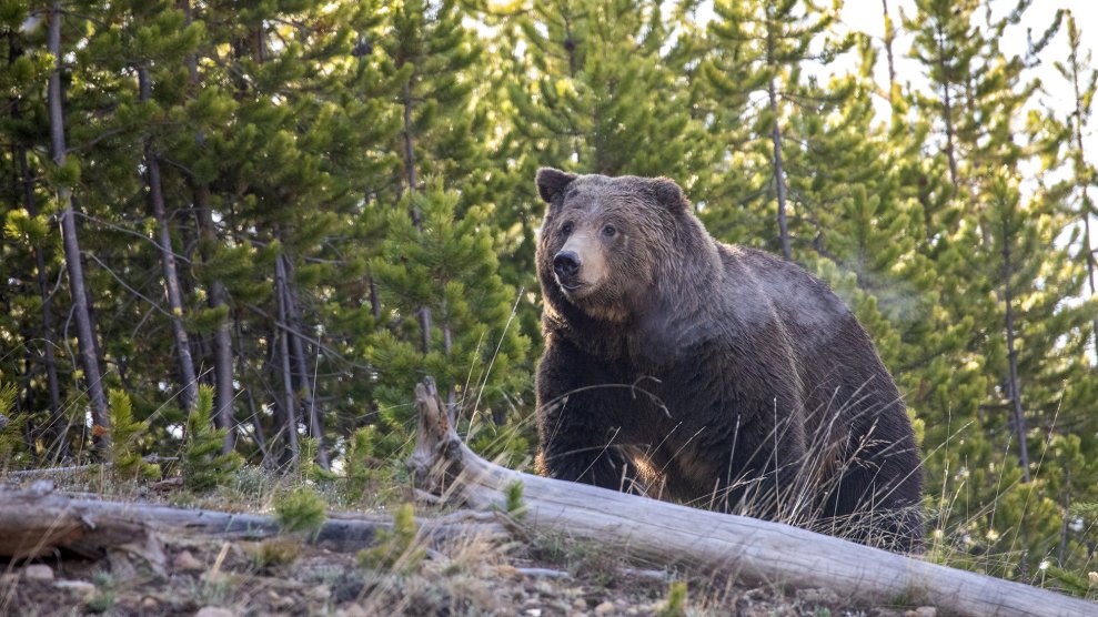Bear Attacks Montana Bowhunter, Who Drove Himself Home Despite Significant Injuries