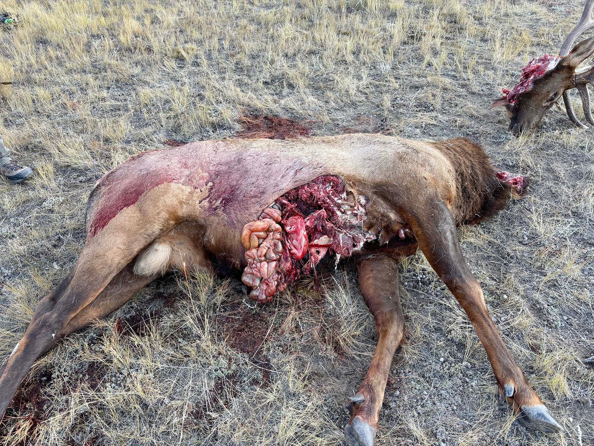A bull elk with its abdominal cavity split open after being fed on by a bear.