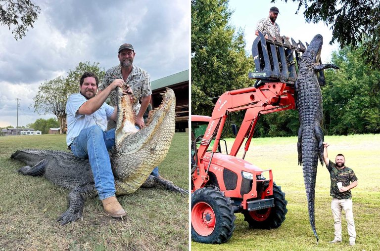 big alligator louisiana